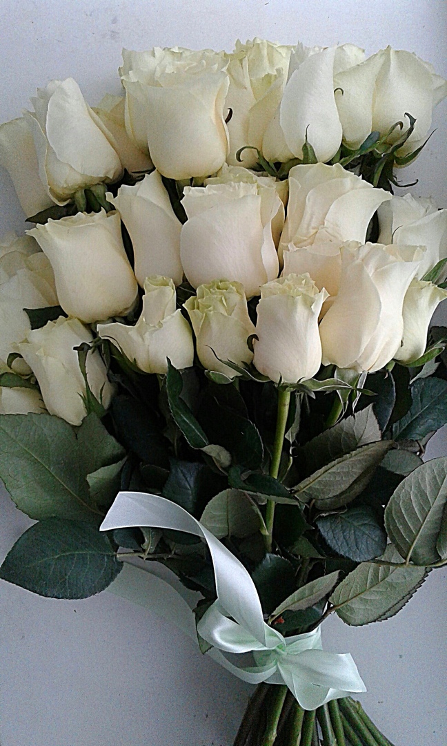 белые розы 25 шт