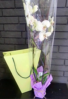 орхидея фаленопсис в горшке 